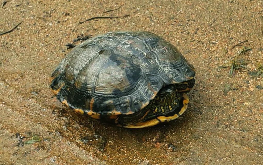 Pousada Signora Del Lago Sao Joao  Exterior foto